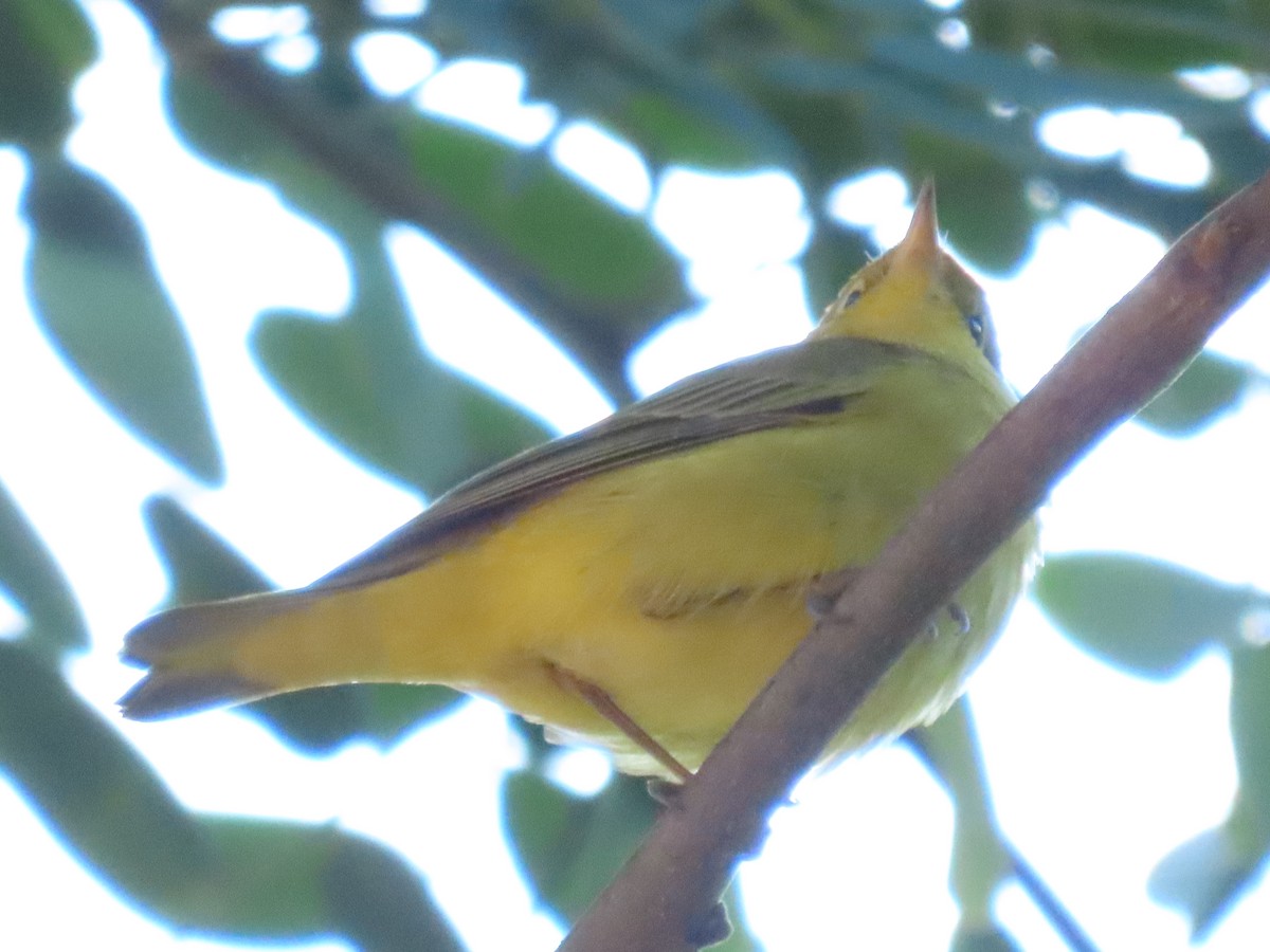 Yellow Warbler - ML642068450