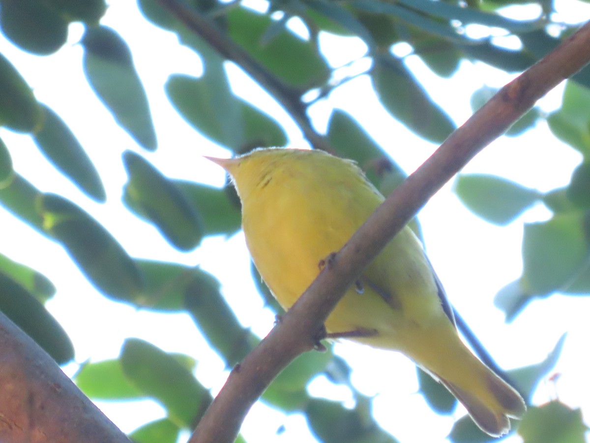 Yellow Warbler - ML642068451