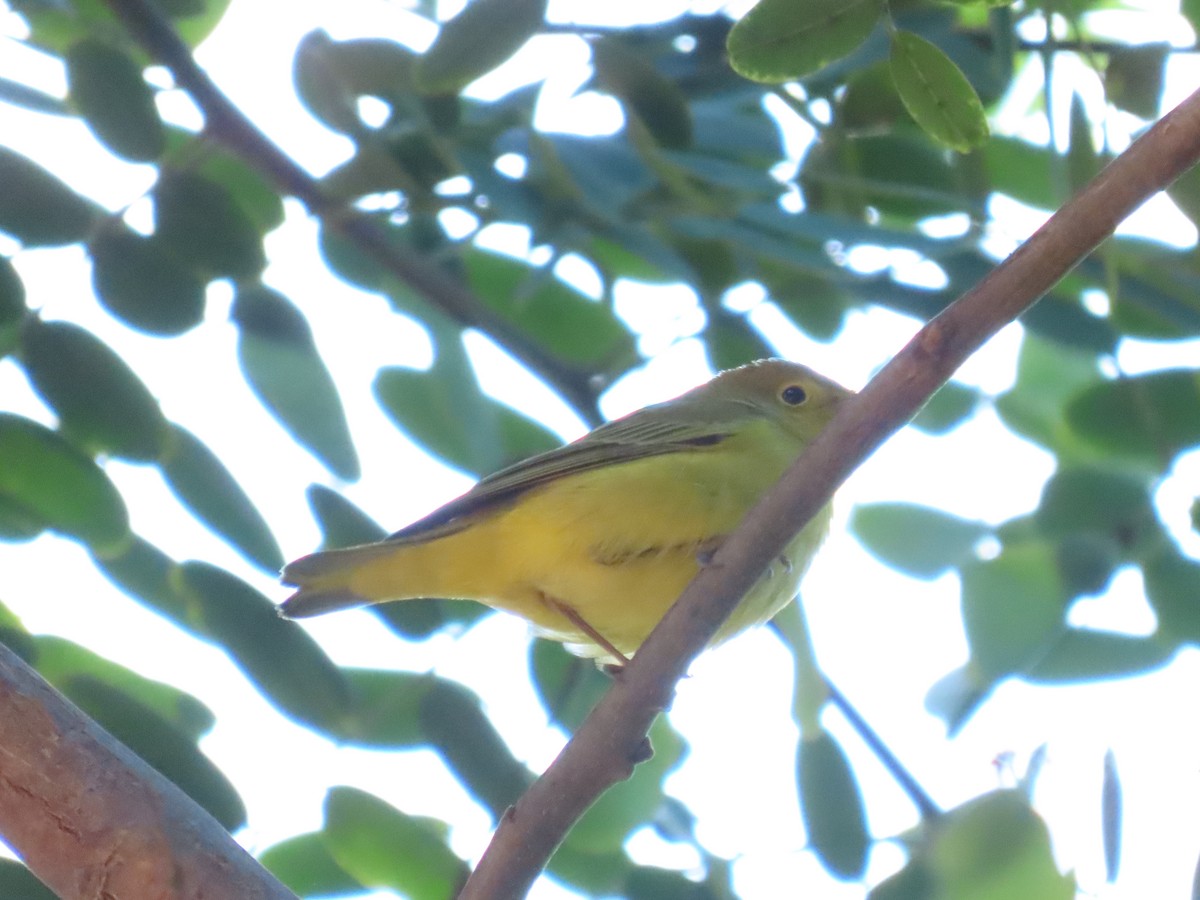 Yellow Warbler - ML642068452
