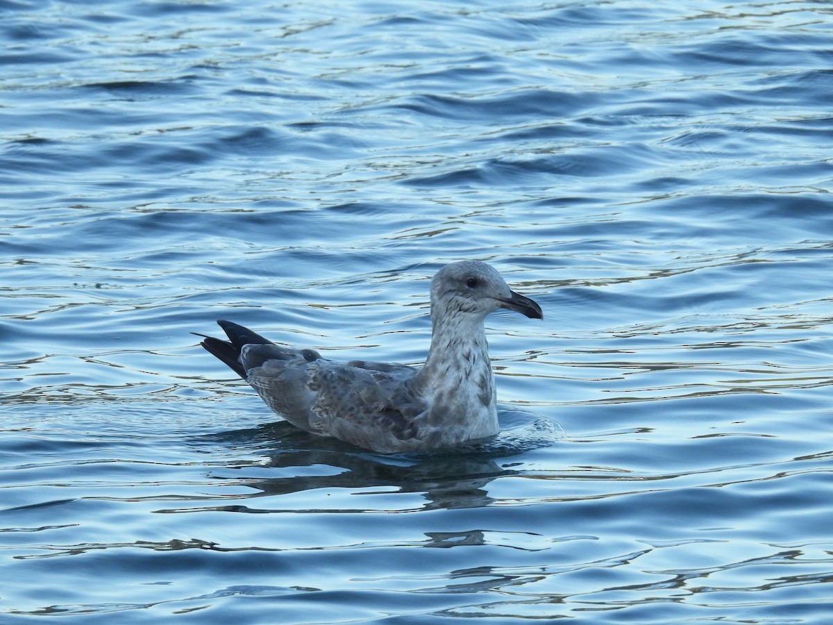 gull sp. - ML642068458