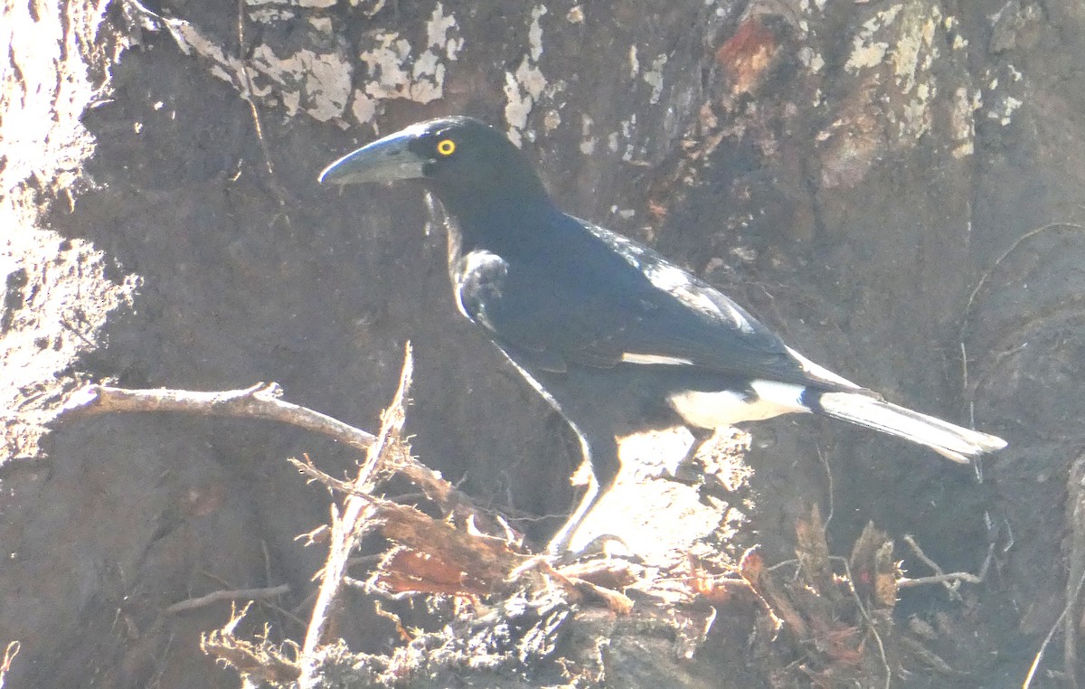 Pied Currawong - ML642068459