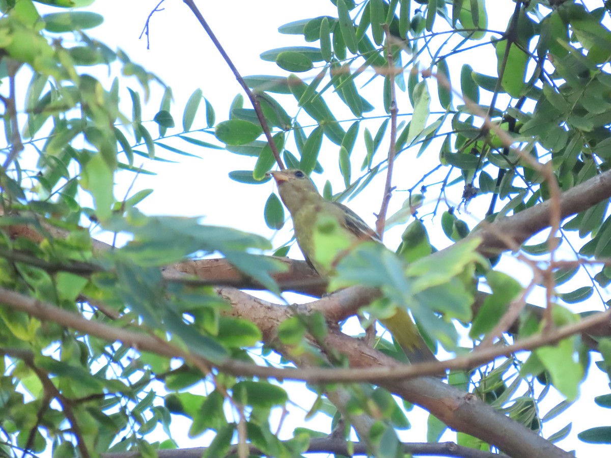 Western Tanager - ML642068460