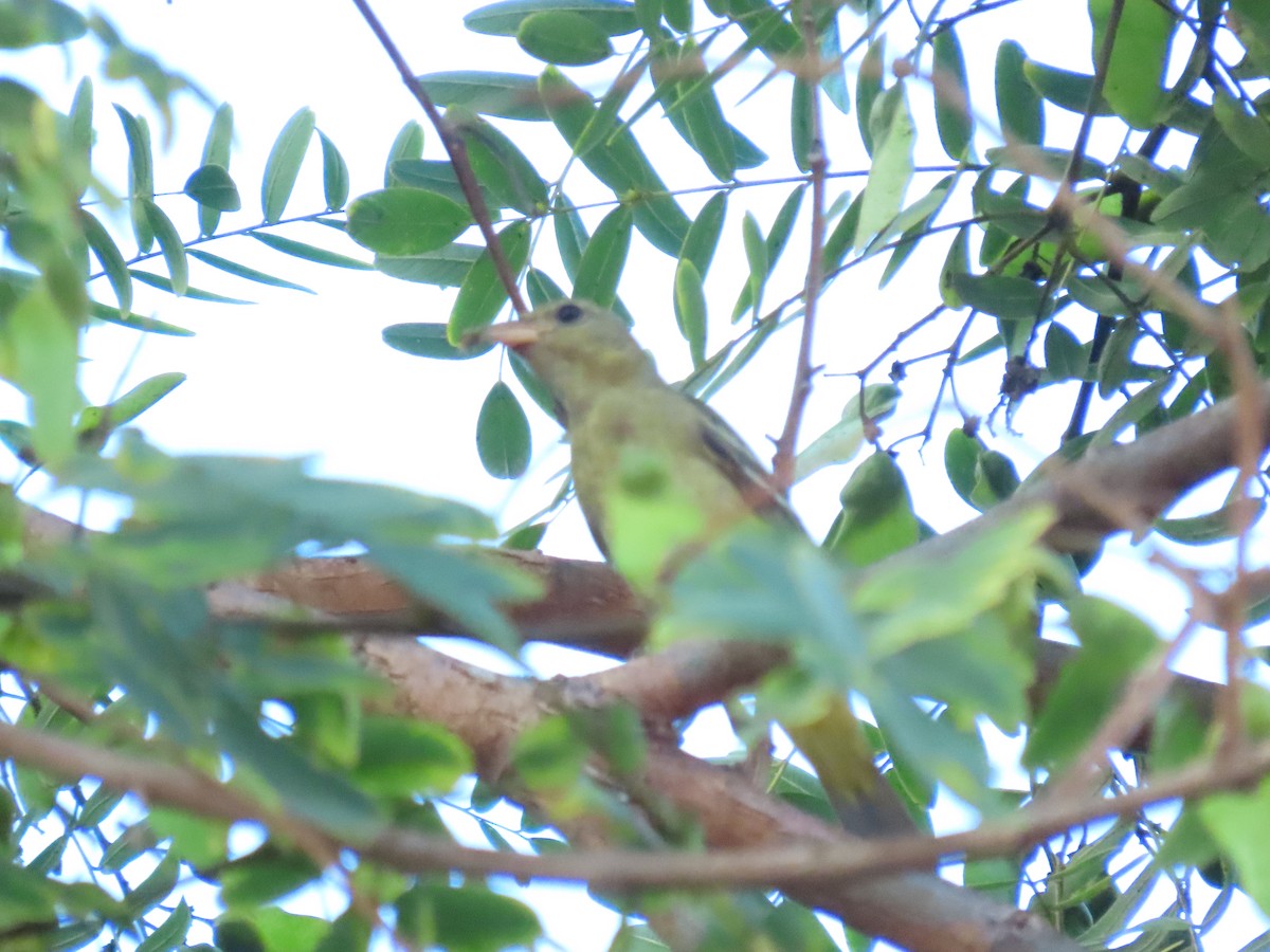 Western Tanager - ML642068461