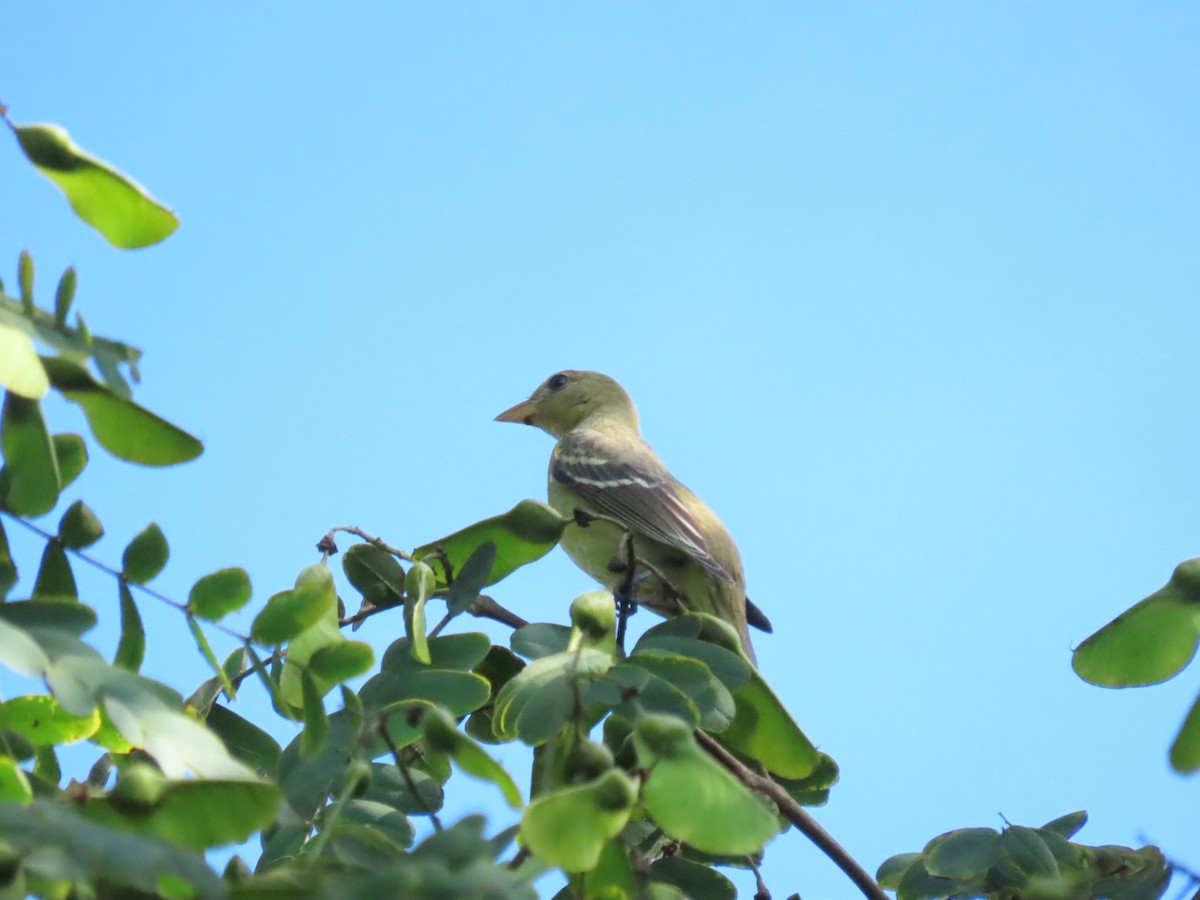 Western Tanager - ML642068462