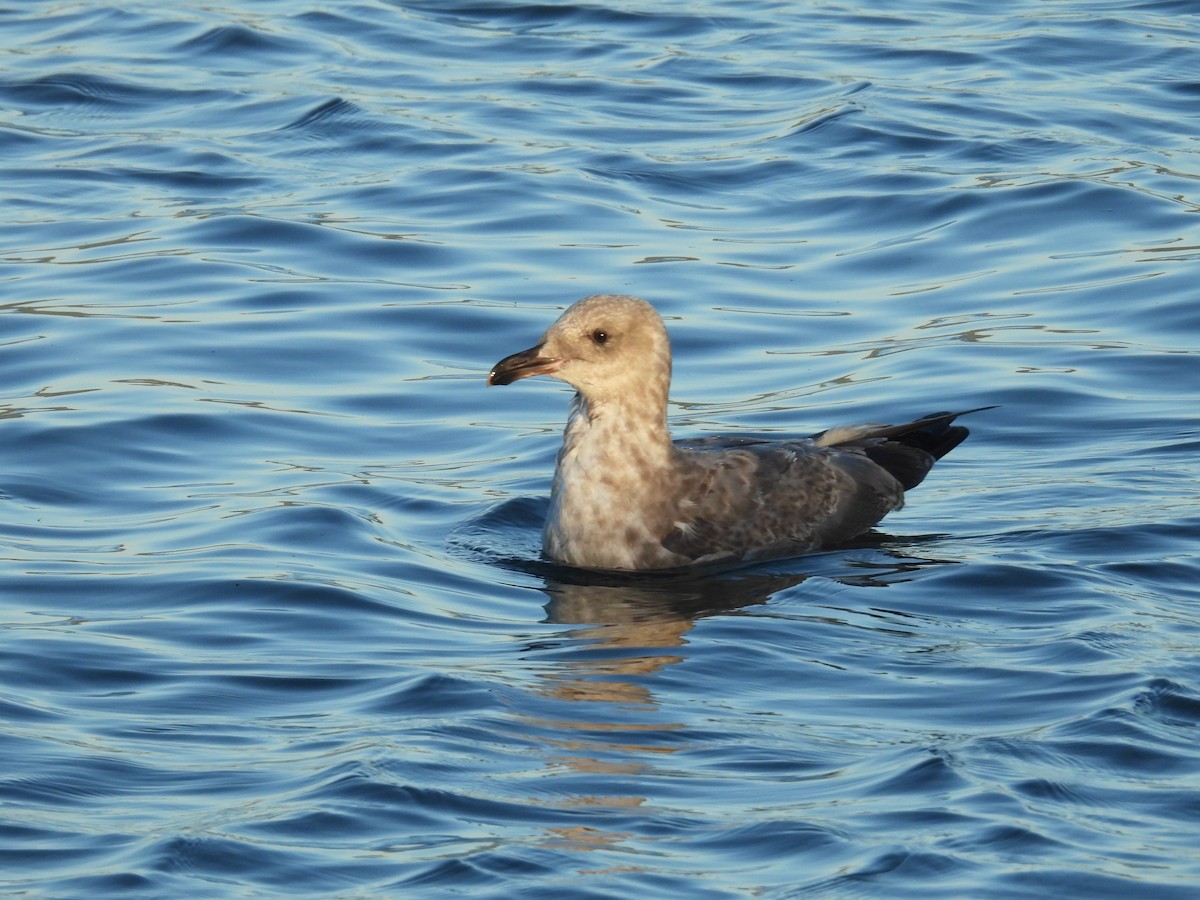 gull sp. - ML642068466