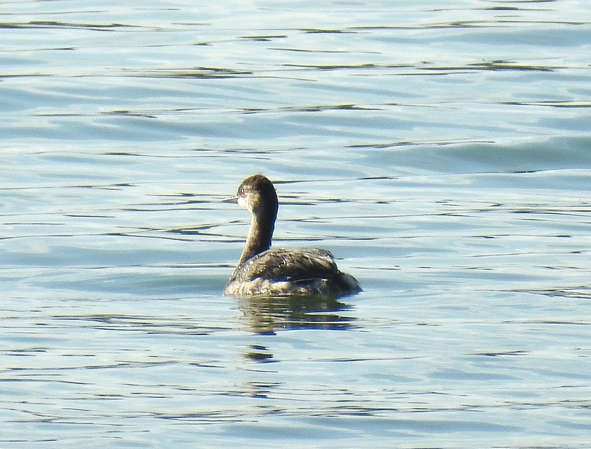 Eared Grebe - ML642068469