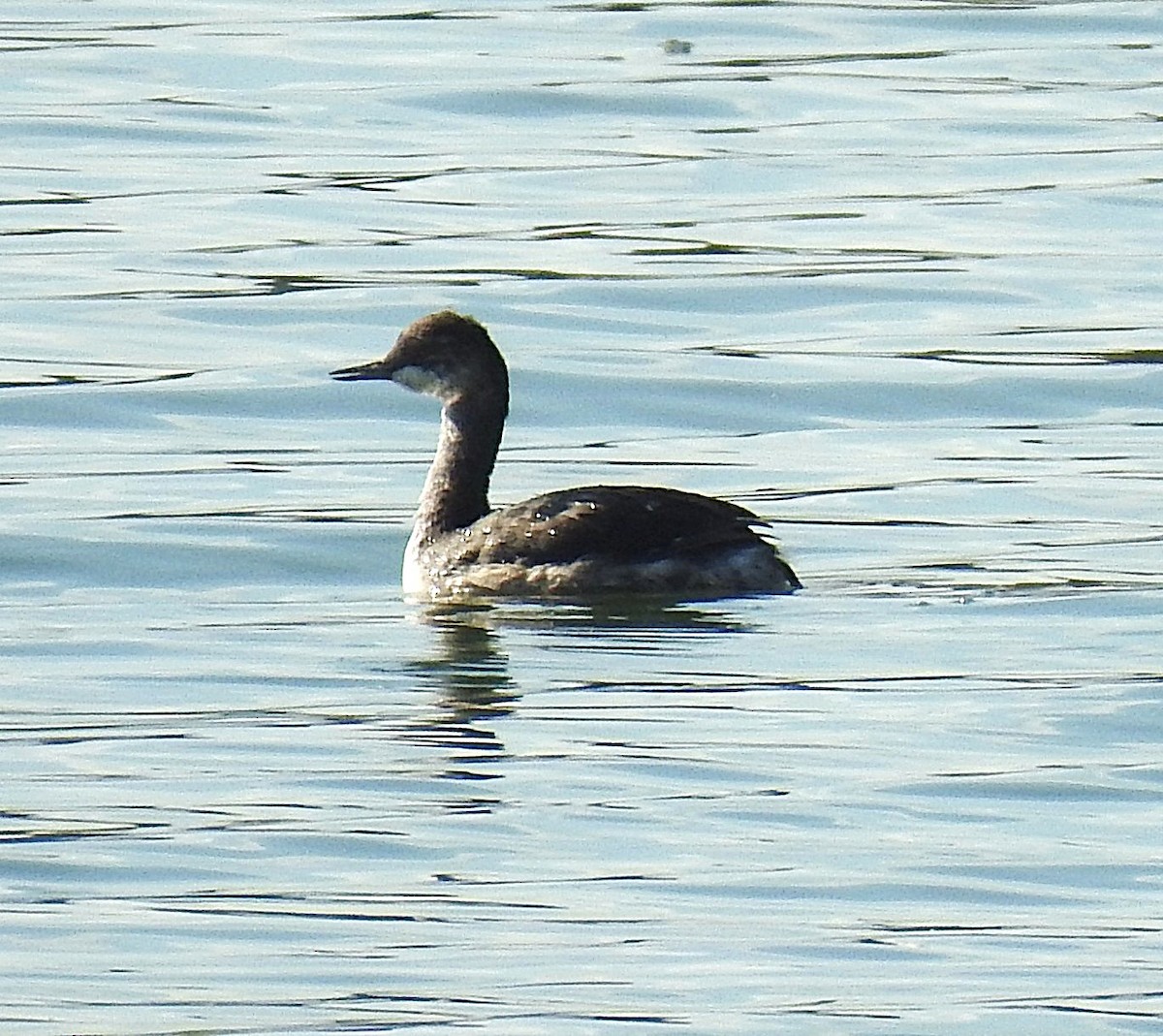 Eared Grebe - ML642068475