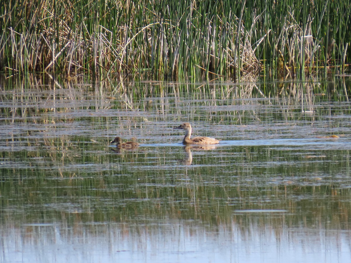 Canvasback - ML642068483