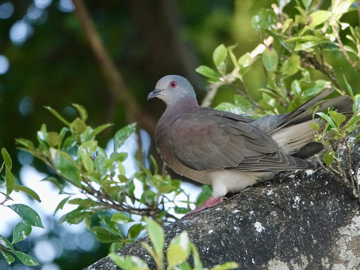 Pale-vented Pigeon - ML642068485