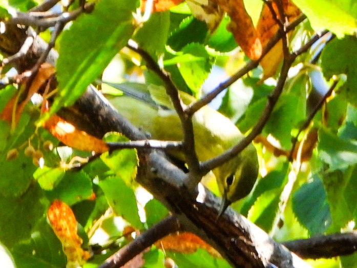 Tennessee Warbler - ML642068489