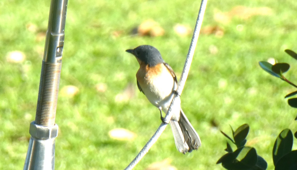 Leaden Flycatcher - ML642068496