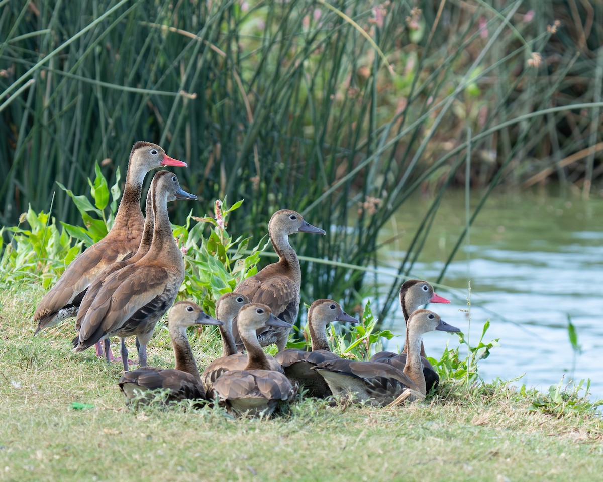 Black-bellied Whistling-Duck - ML642068498
