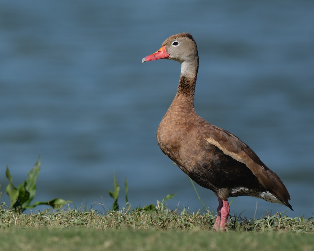 Black-bellied Whistling-Duck - ML642068499