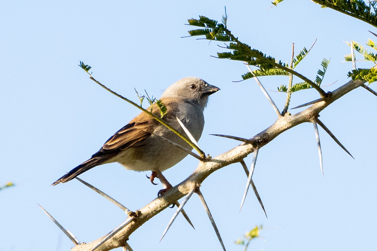 Southern Gray-headed Sparrow - ML642068503