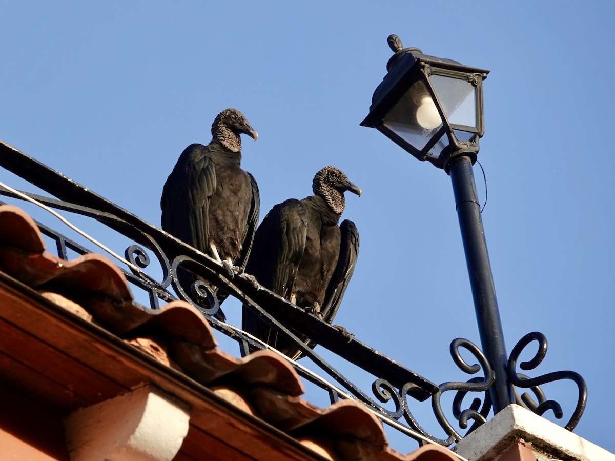 Black Vulture - ML642068504
