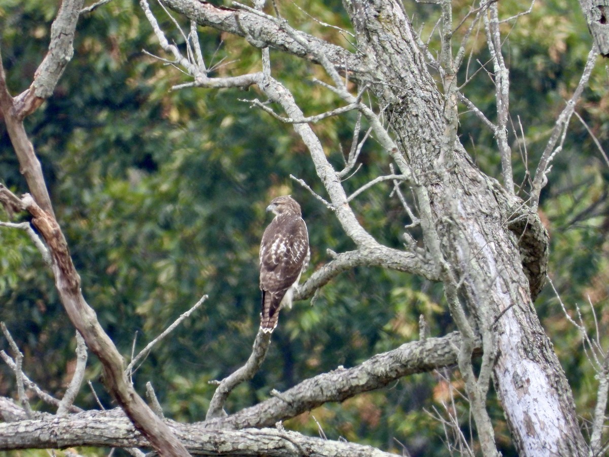 Rotschwanzbussard - ML642068506