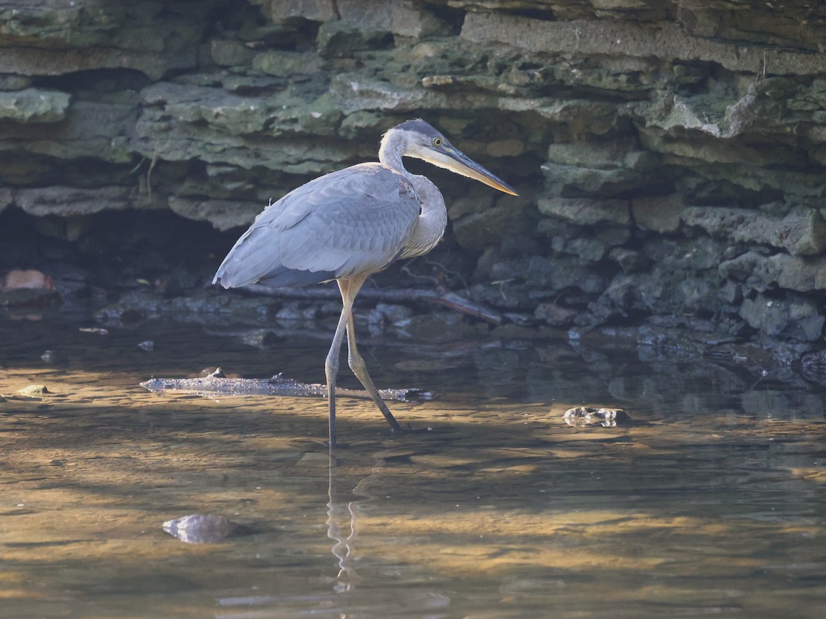 Great Blue Heron (Great Blue) - ML642068515