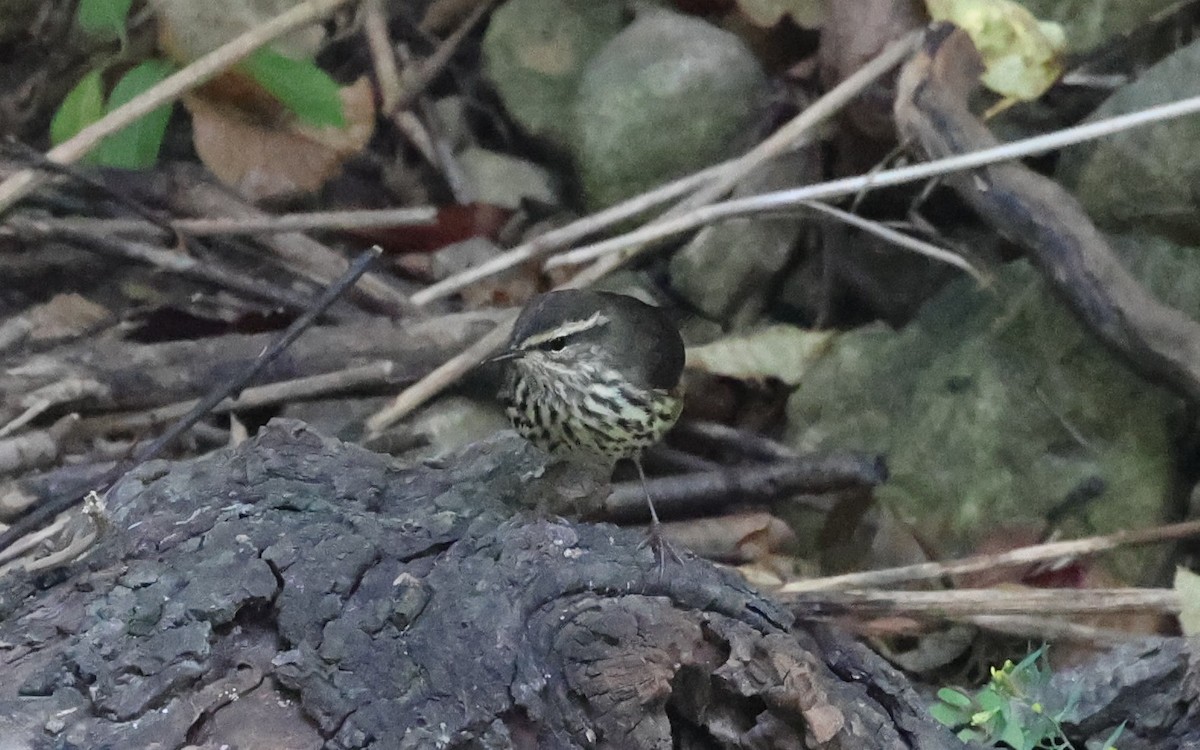 Northern Waterthrush - ML642068563