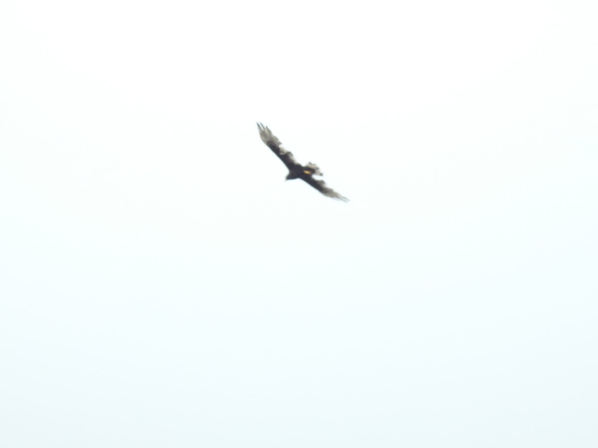 Rußbussard - ML642068576