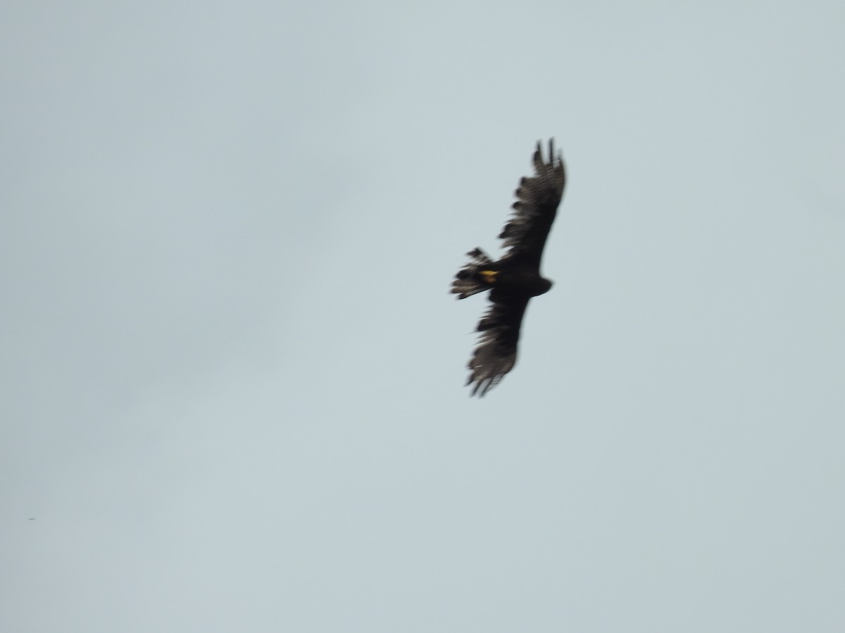 Rußbussard - ML642068577