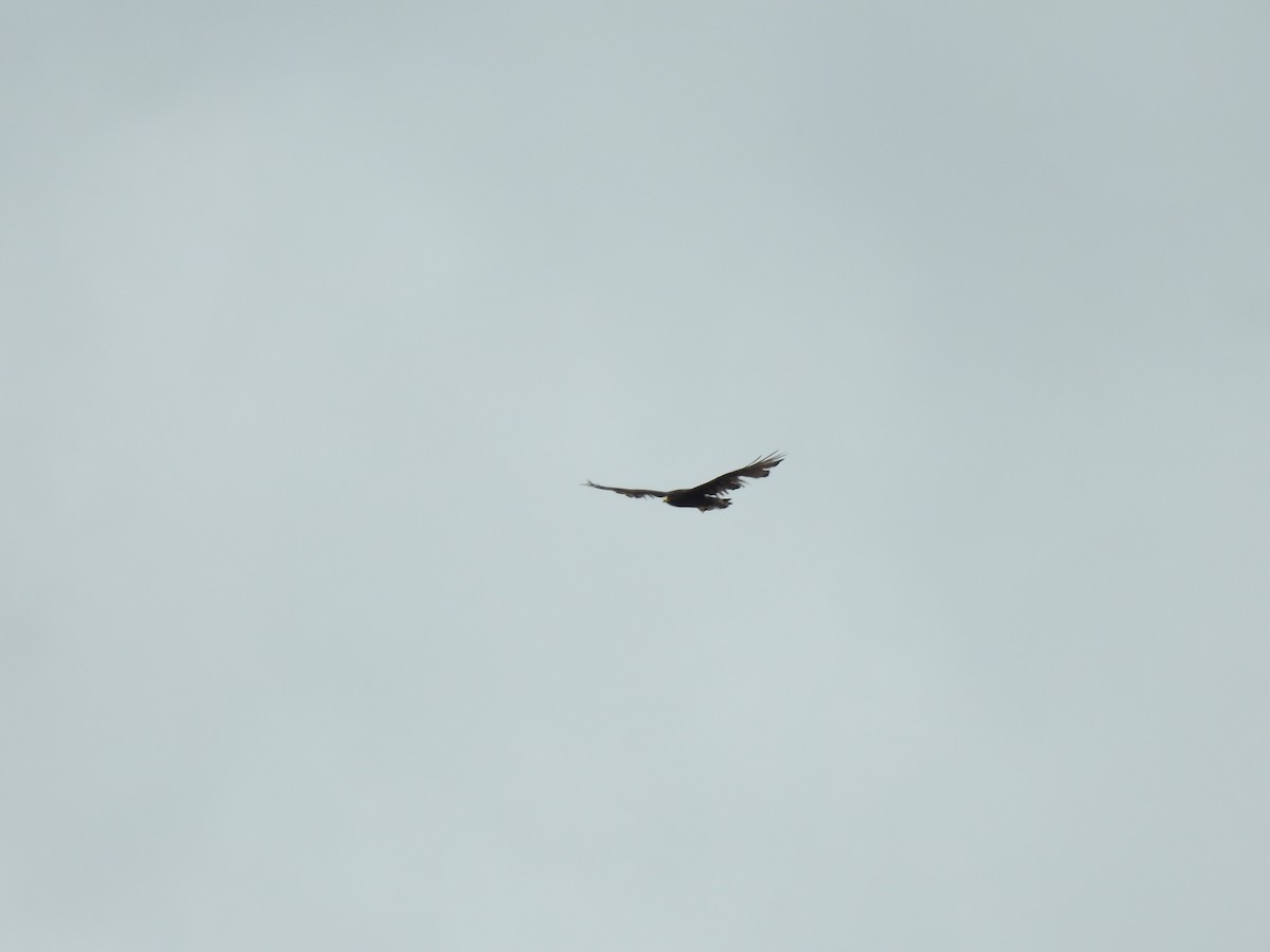 Rußbussard - ML642068578