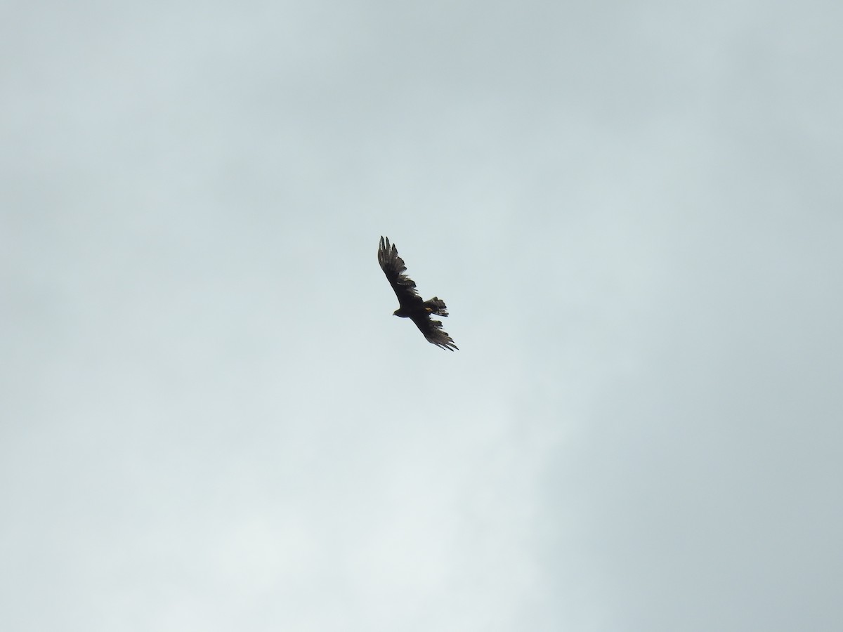 Rußbussard - ML642068579
