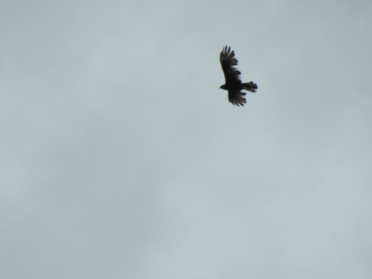 Rußbussard - ML642068580
