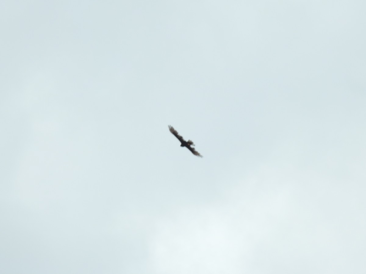 Rußbussard - ML642068581
