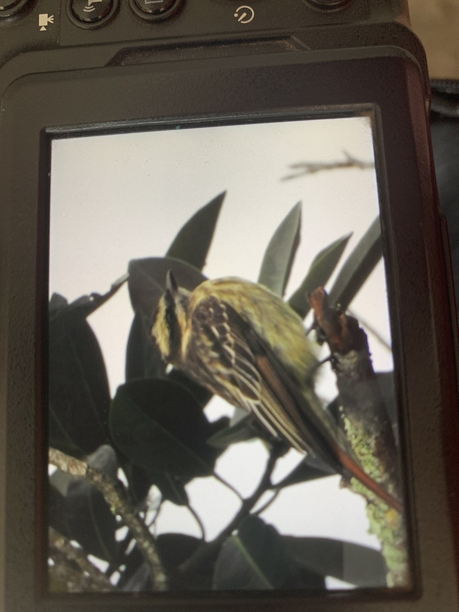 Variegated Flycatcher - ML642068593