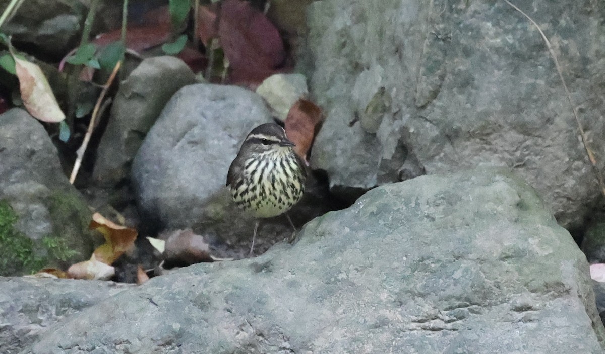 Northern Waterthrush - ML642068595