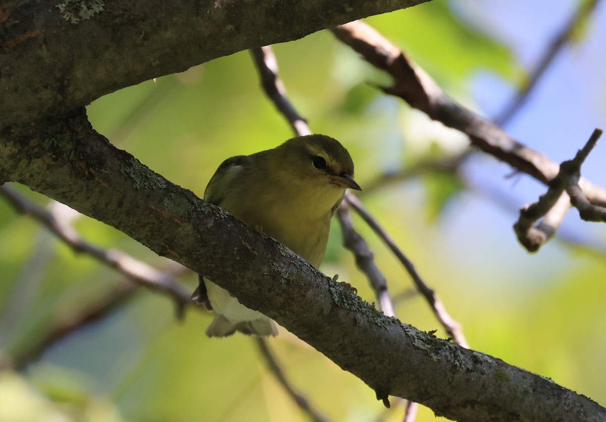 Tennessee Warbler - ML642068612