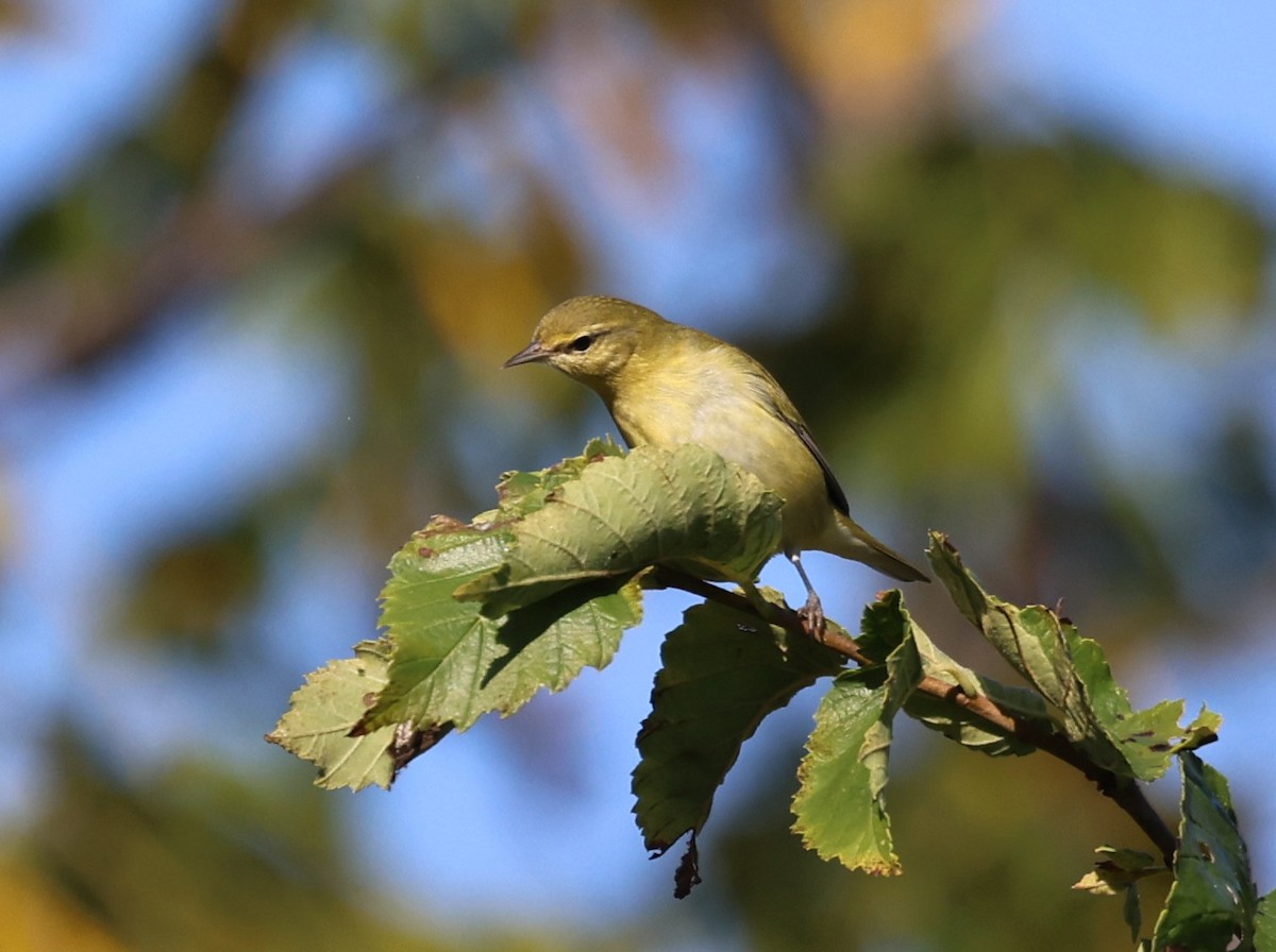 Tennessee Warbler - ML642068618