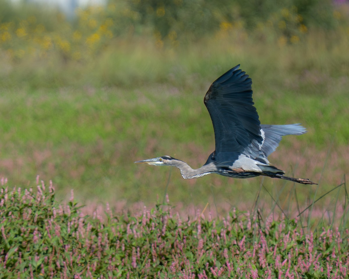 Great Blue Heron - ML642068619