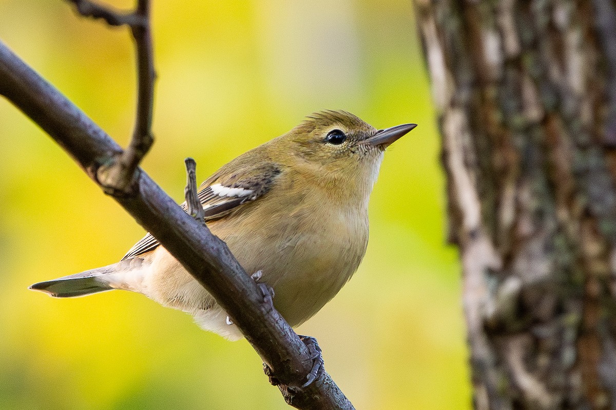 Bay-breasted Warbler - ML642068624