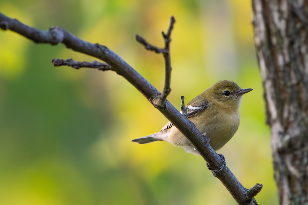 Bay-breasted Warbler - ML642068625