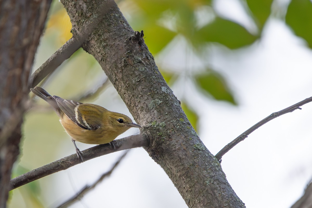 Bay-breasted Warbler - ML642068626