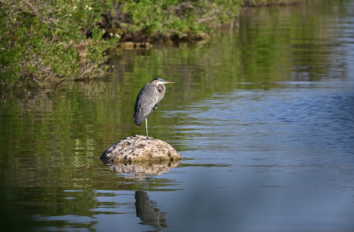 Great Blue Heron - ML642068629