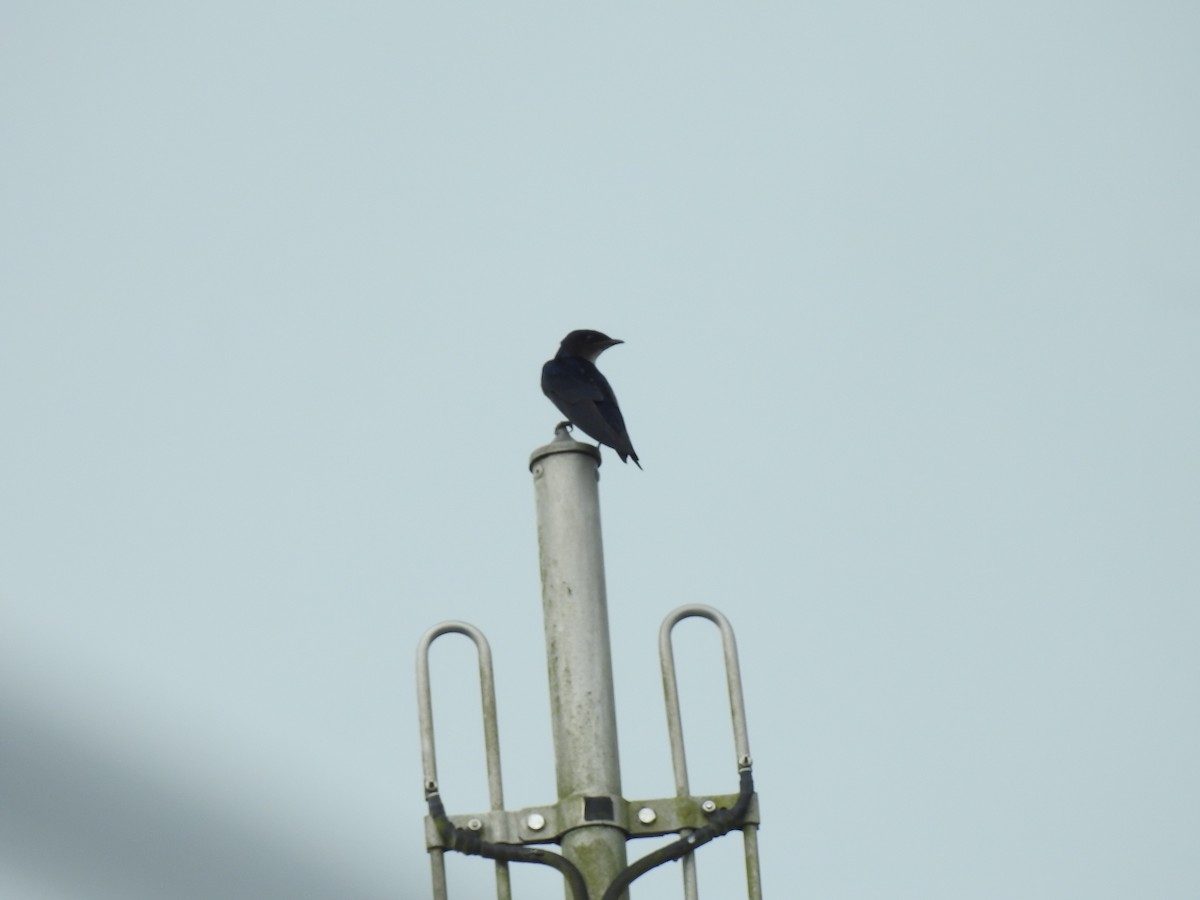 Gray-breasted Martin - ML642068630