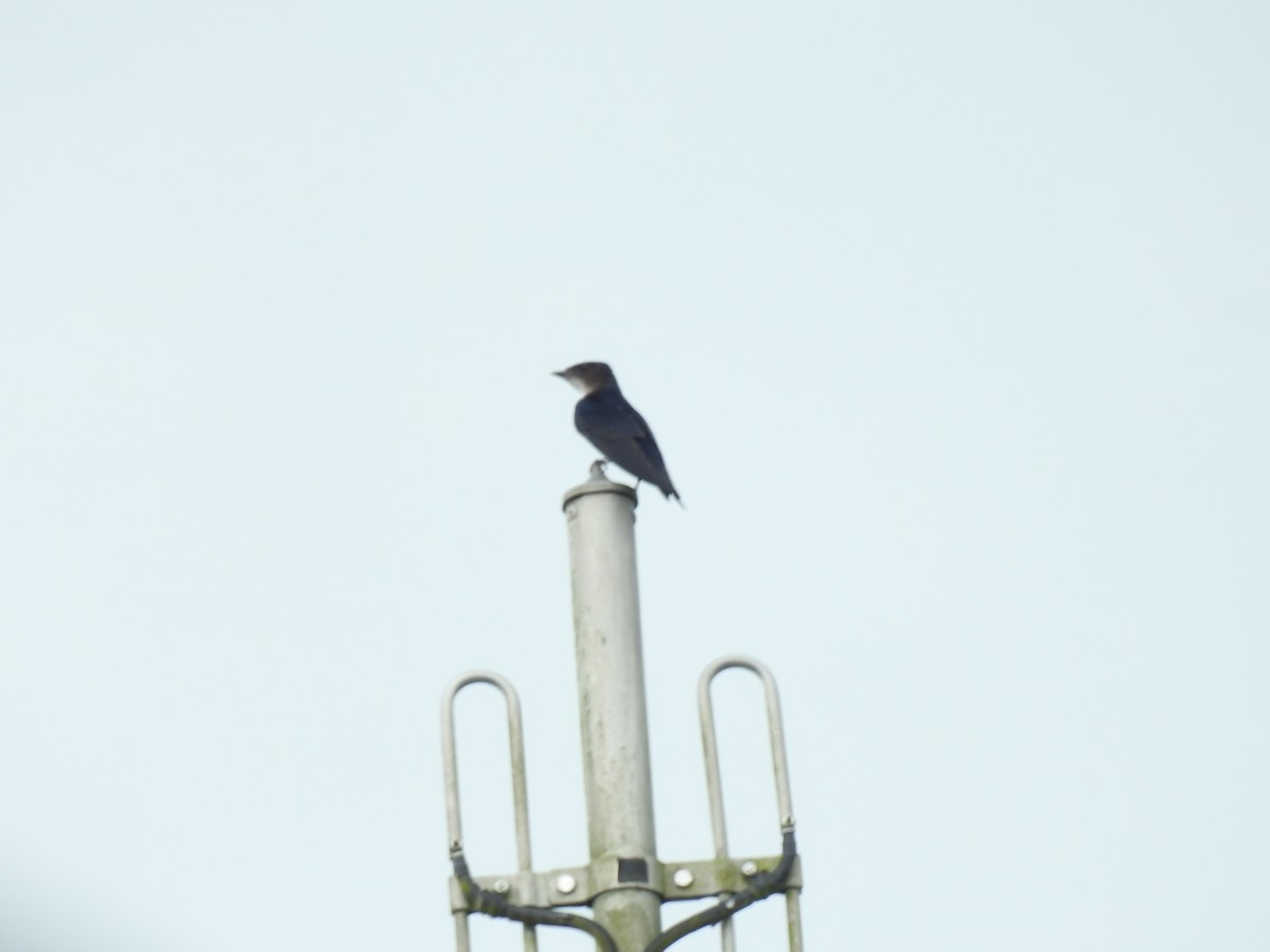 Gray-breasted Martin - ML642068631