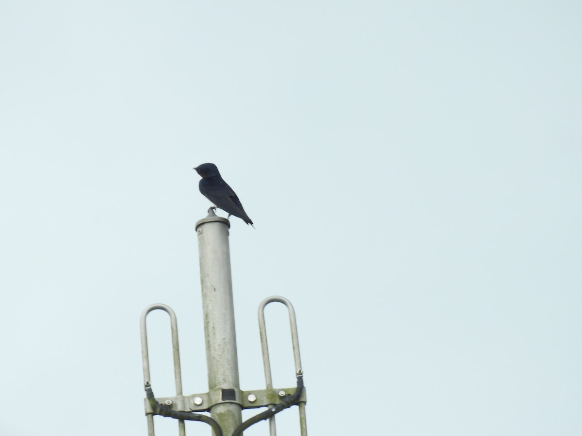 Gray-breasted Martin - ML642068632