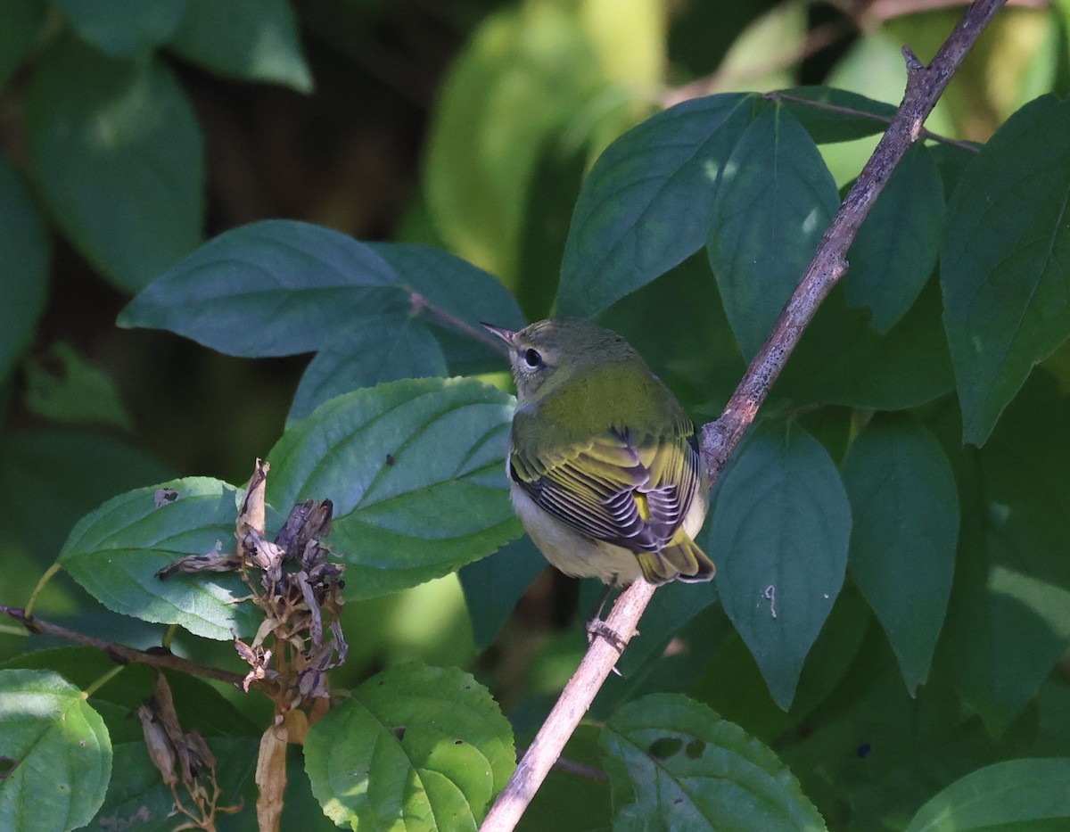 Tennessee Warbler - ML642068633