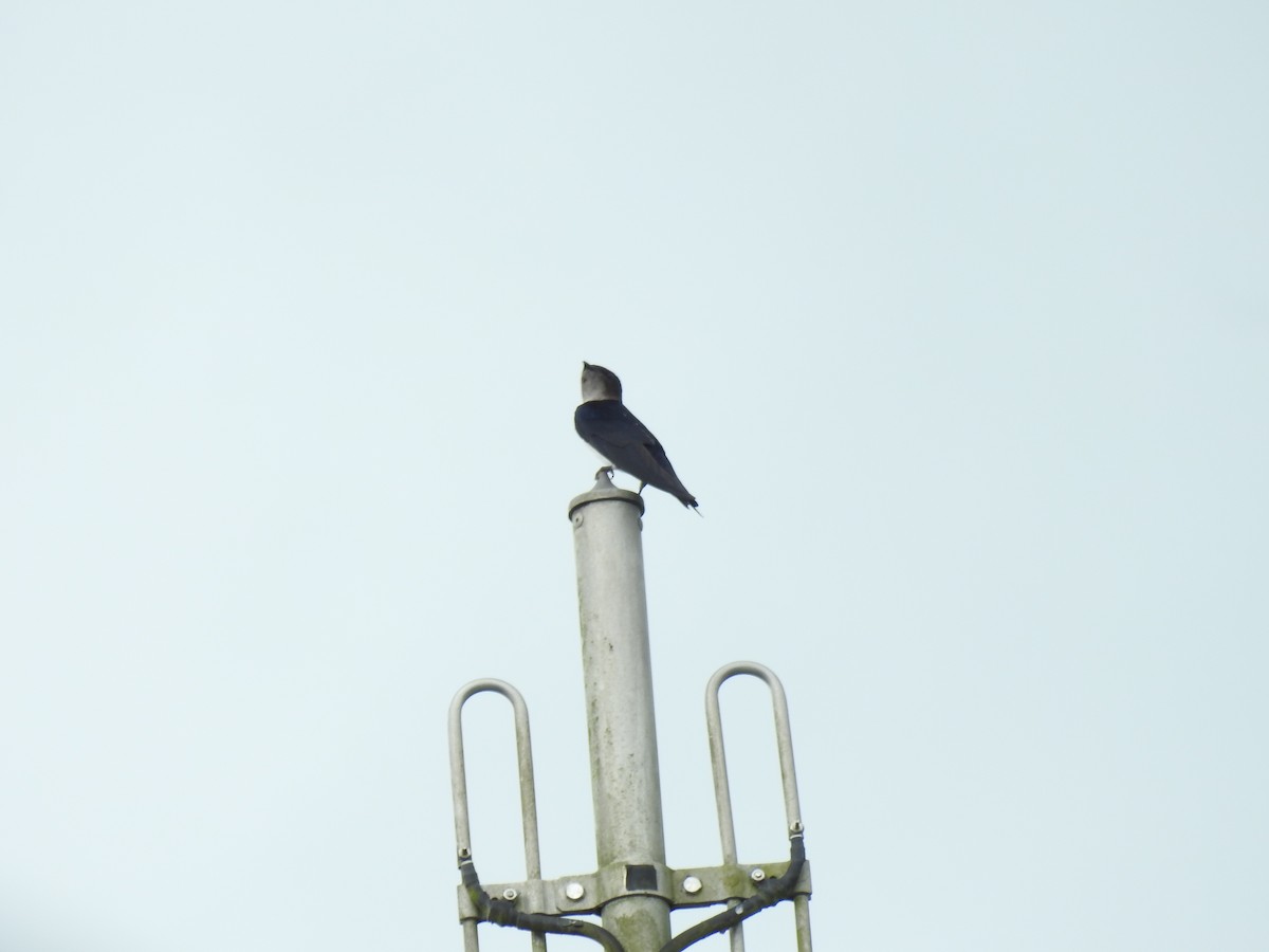 Gray-breasted Martin - ML642068634
