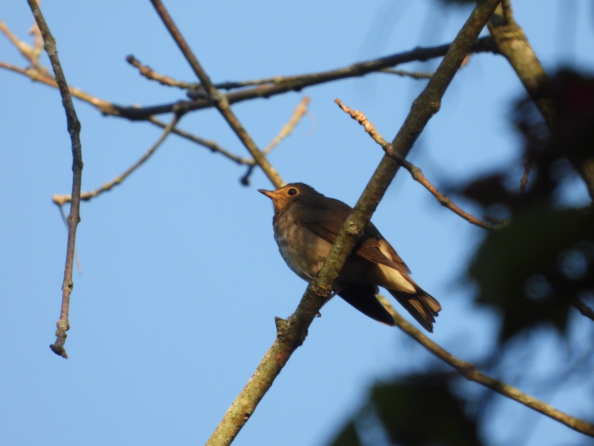 Swainson's Thrush - ML642068635