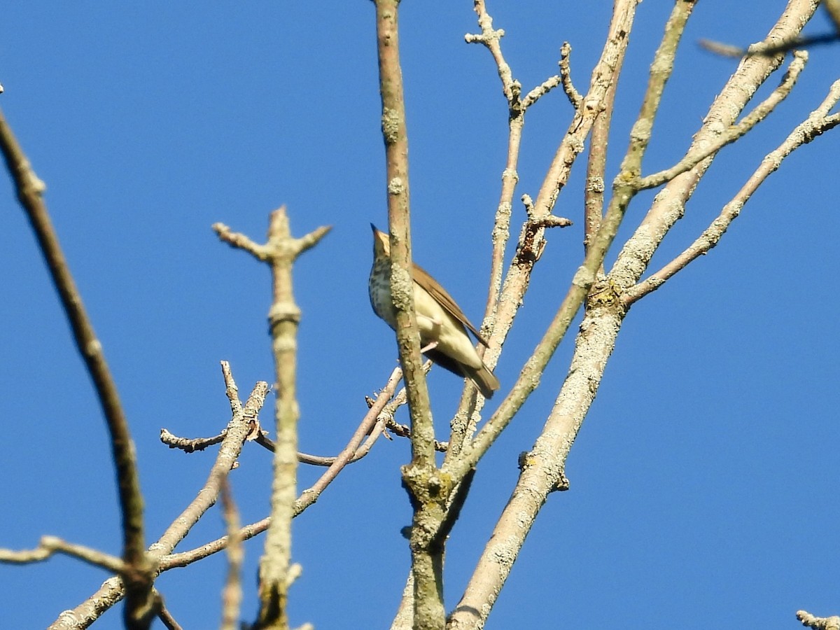 Swainson's Thrush - ML642068637