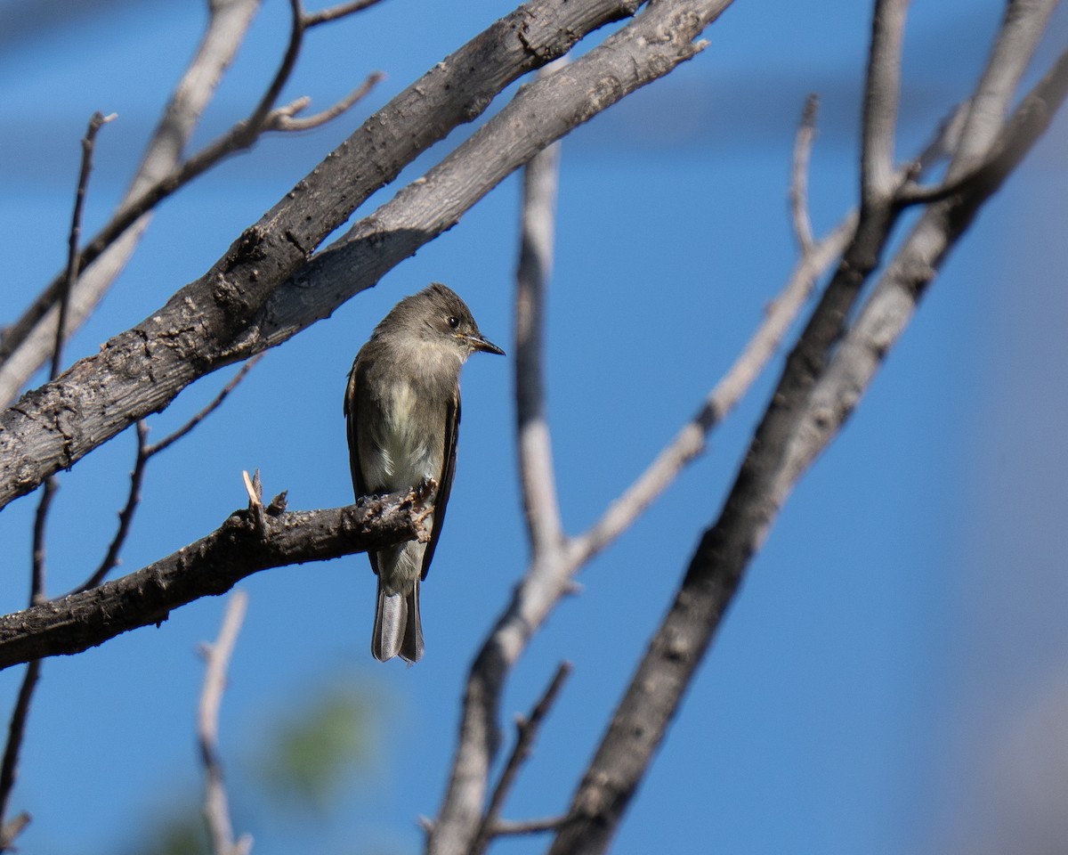 Western Wood-Pewee - ML642068638