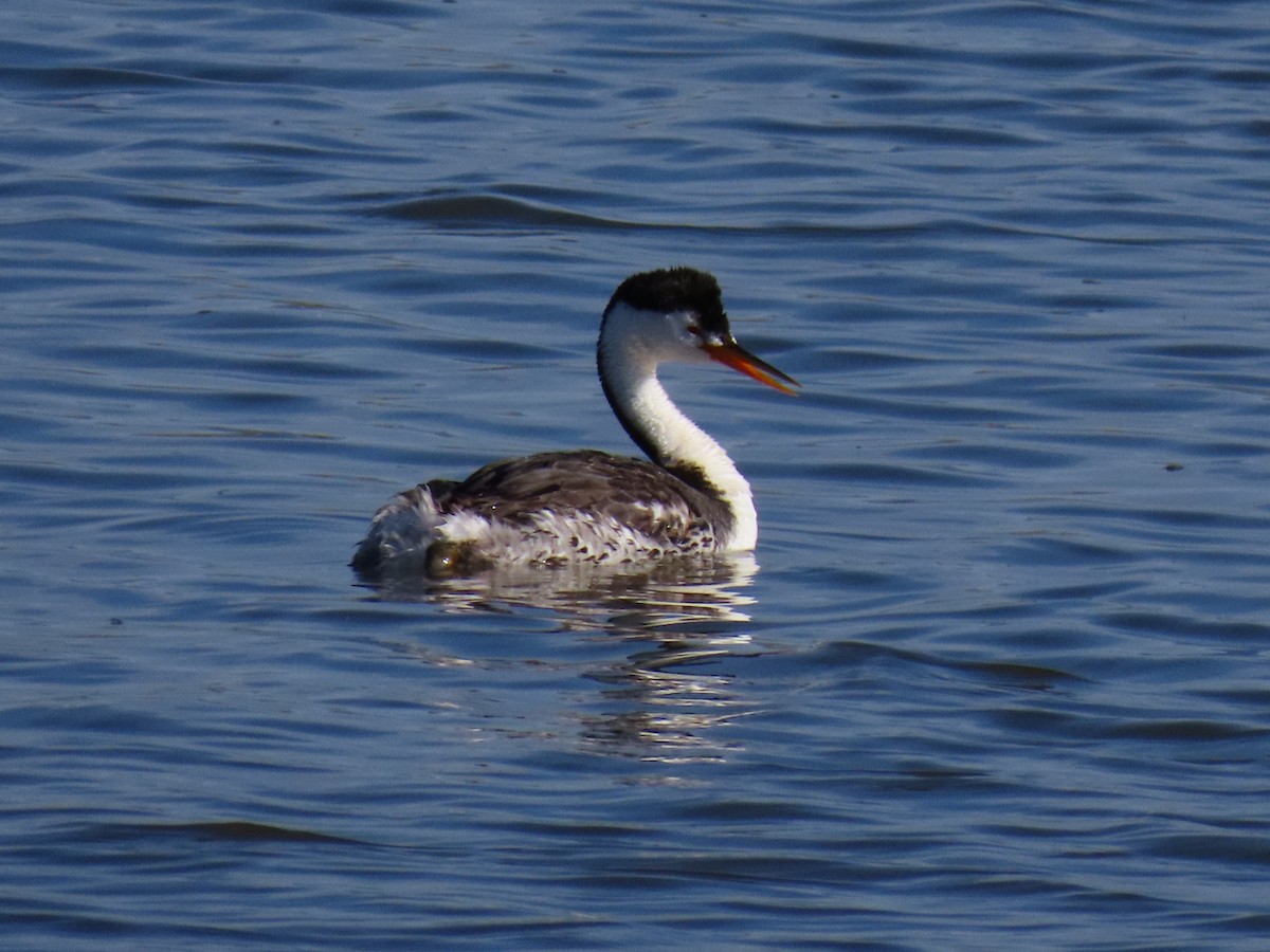 Clark's Grebe - ML642068639