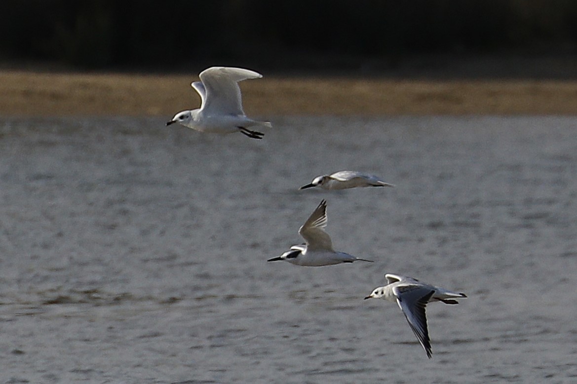 Sandwich Tern - ML642068641