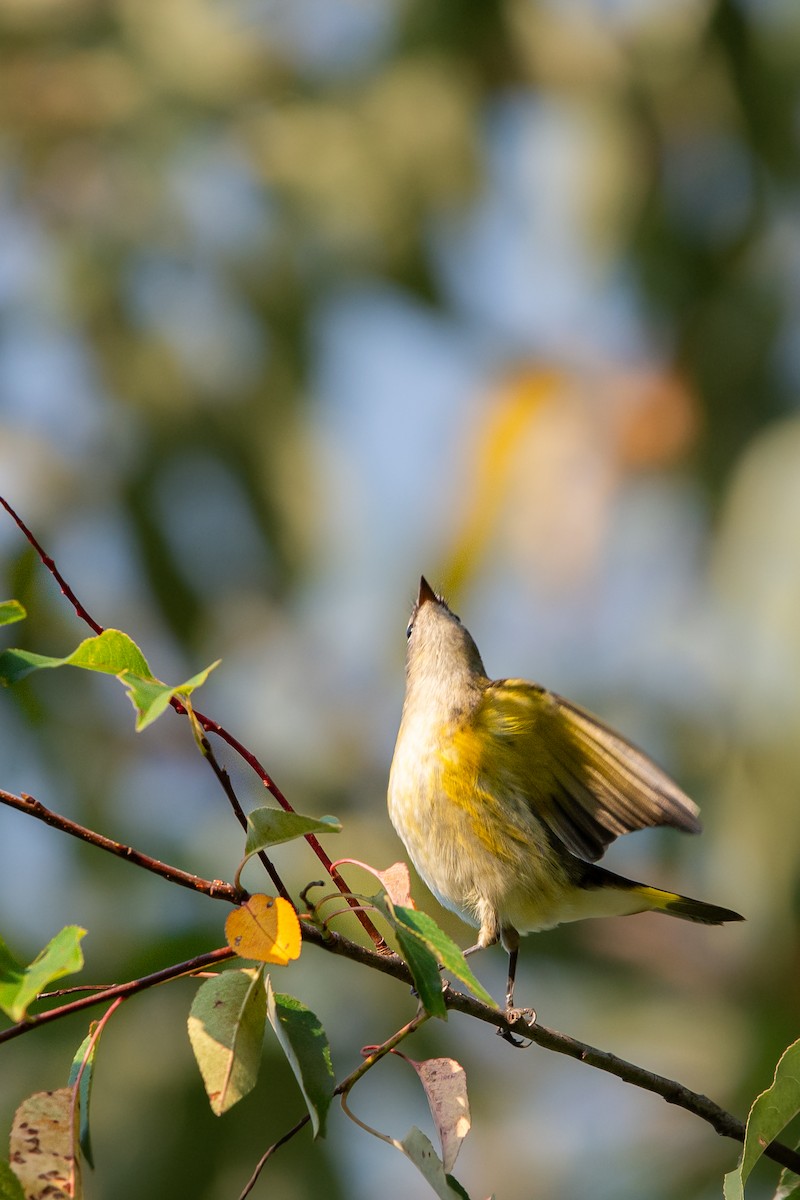 American Redstart - ML642068642
