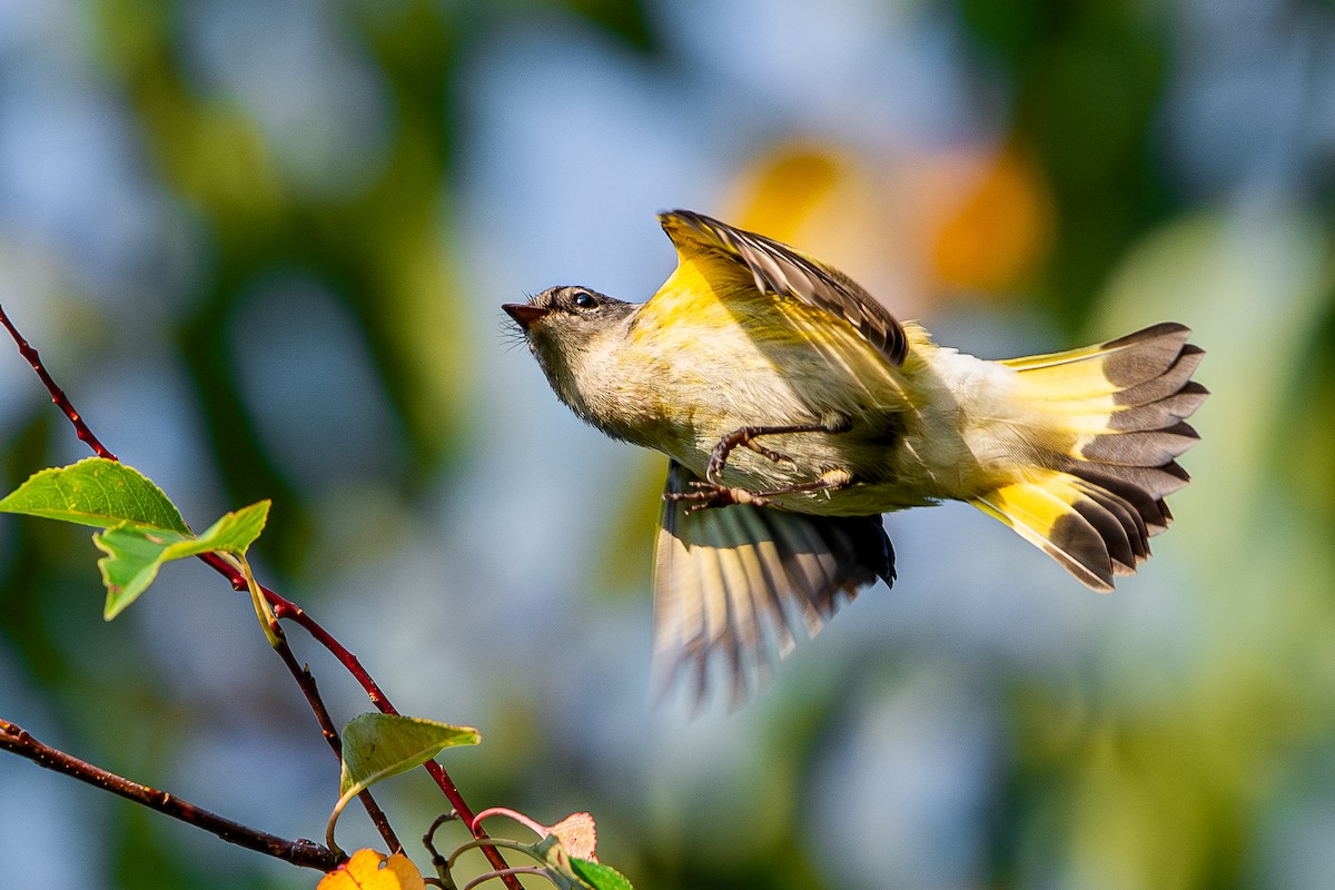 American Redstart - ML642068643