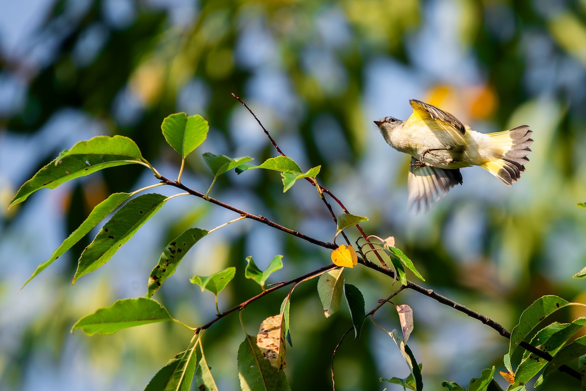 American Redstart - ML642068644
